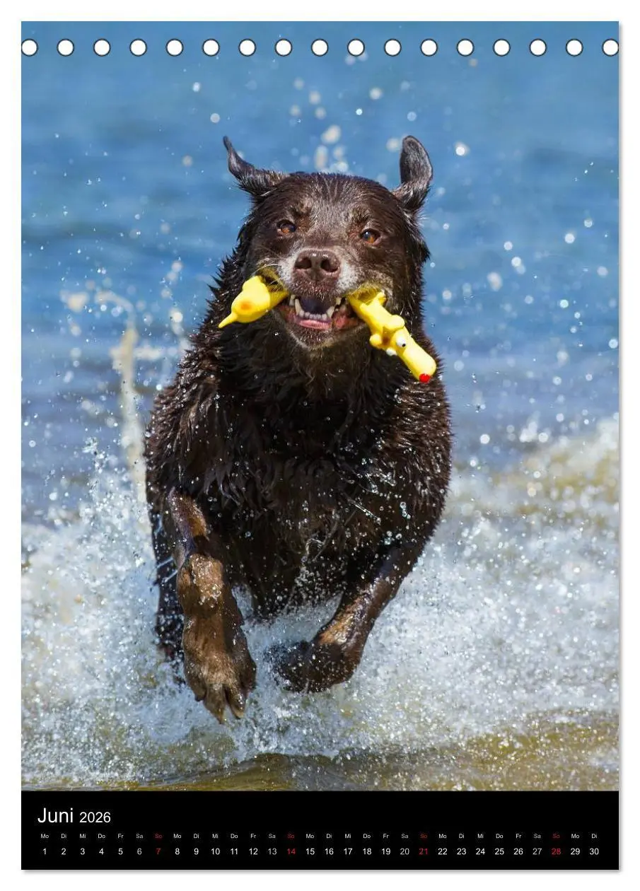 Bild: 9783516452976 | Faszination Labrador Retriever (Tischkalender 2026 DIN A5 hoch),...