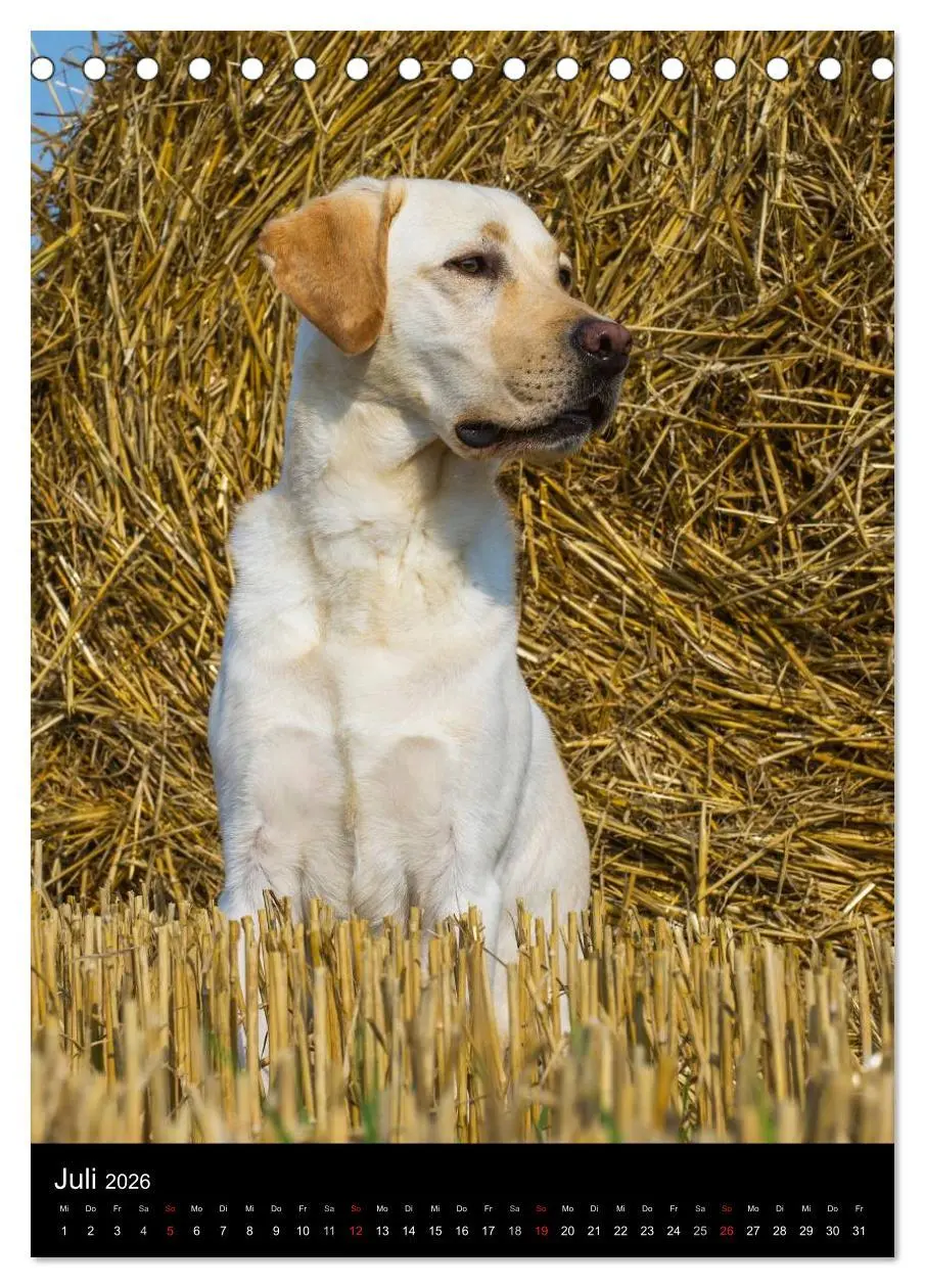 Bild: 9783516452976 | Faszination Labrador Retriever (Tischkalender 2026 DIN A5 hoch),...
