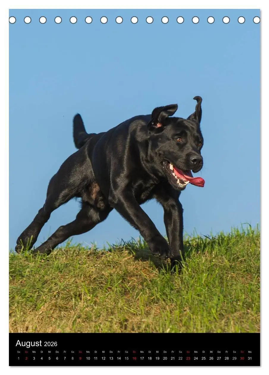 Bild: 9783516452976 | Faszination Labrador Retriever (Tischkalender 2026 DIN A5 hoch),...