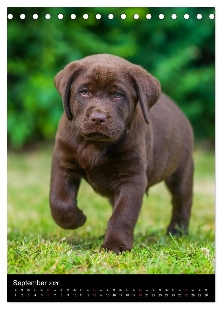 Bild: 9783516452976 | Faszination Labrador Retriever (Tischkalender 2026 DIN A5 hoch),...