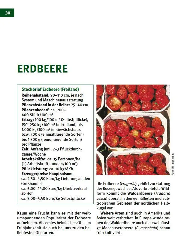 Bild: 9783702022976 | Beerenobst | Vom Anbau bis zur Verarbeitung | Fischerauer (u. a.)
