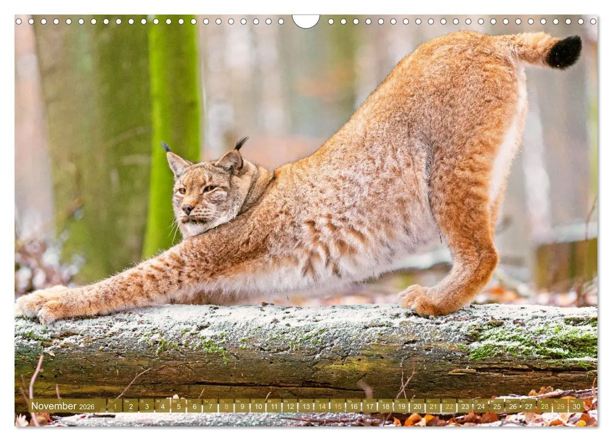 Bild: 9783457943076 | Dem Luchs auf der Spur (Wandkalender 2026 DIN A3 quer), CALVENDO...