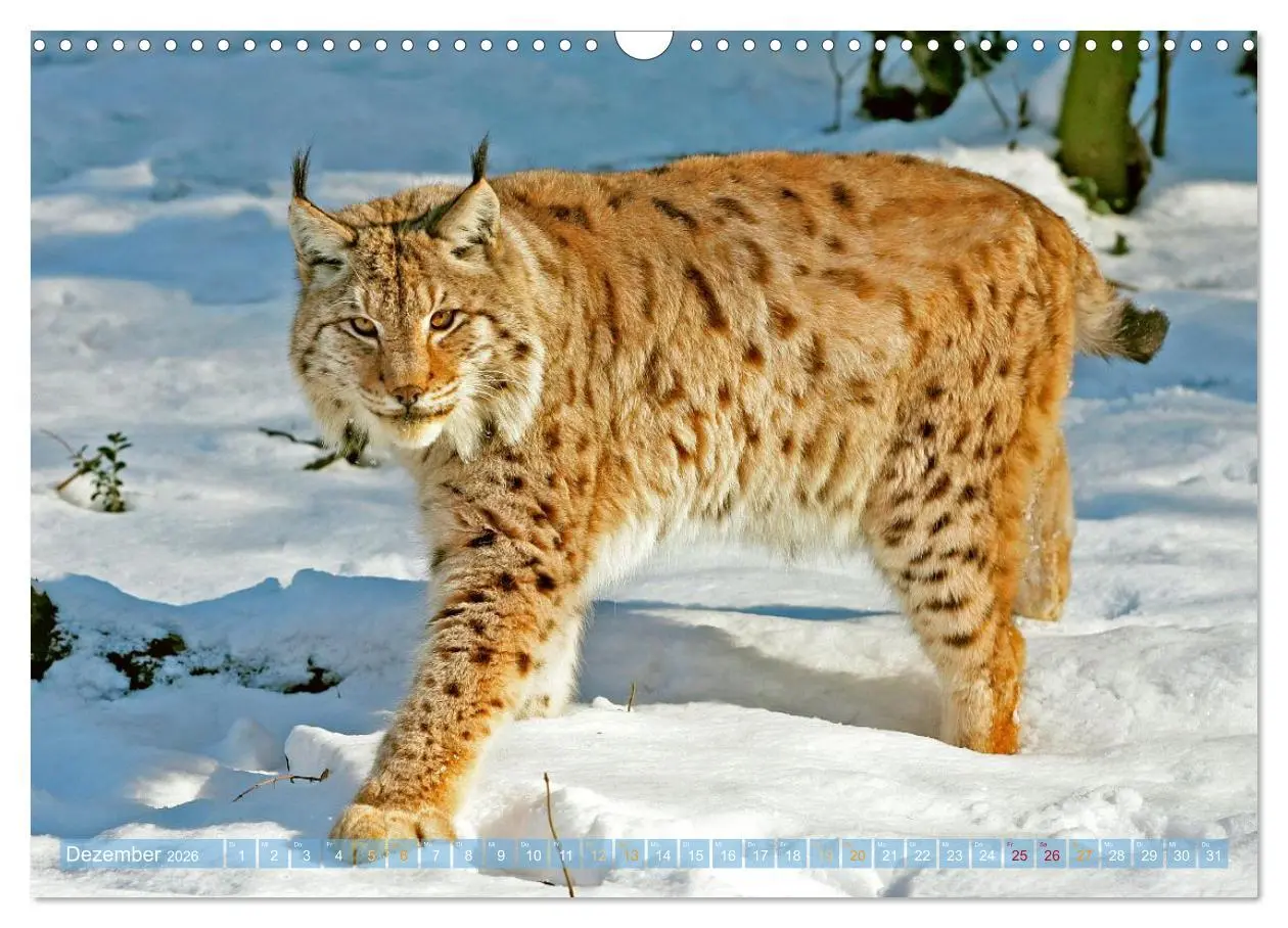 Bild: 9783457943076 | Dem Luchs auf der Spur (Wandkalender 2026 DIN A3 quer), CALVENDO...
