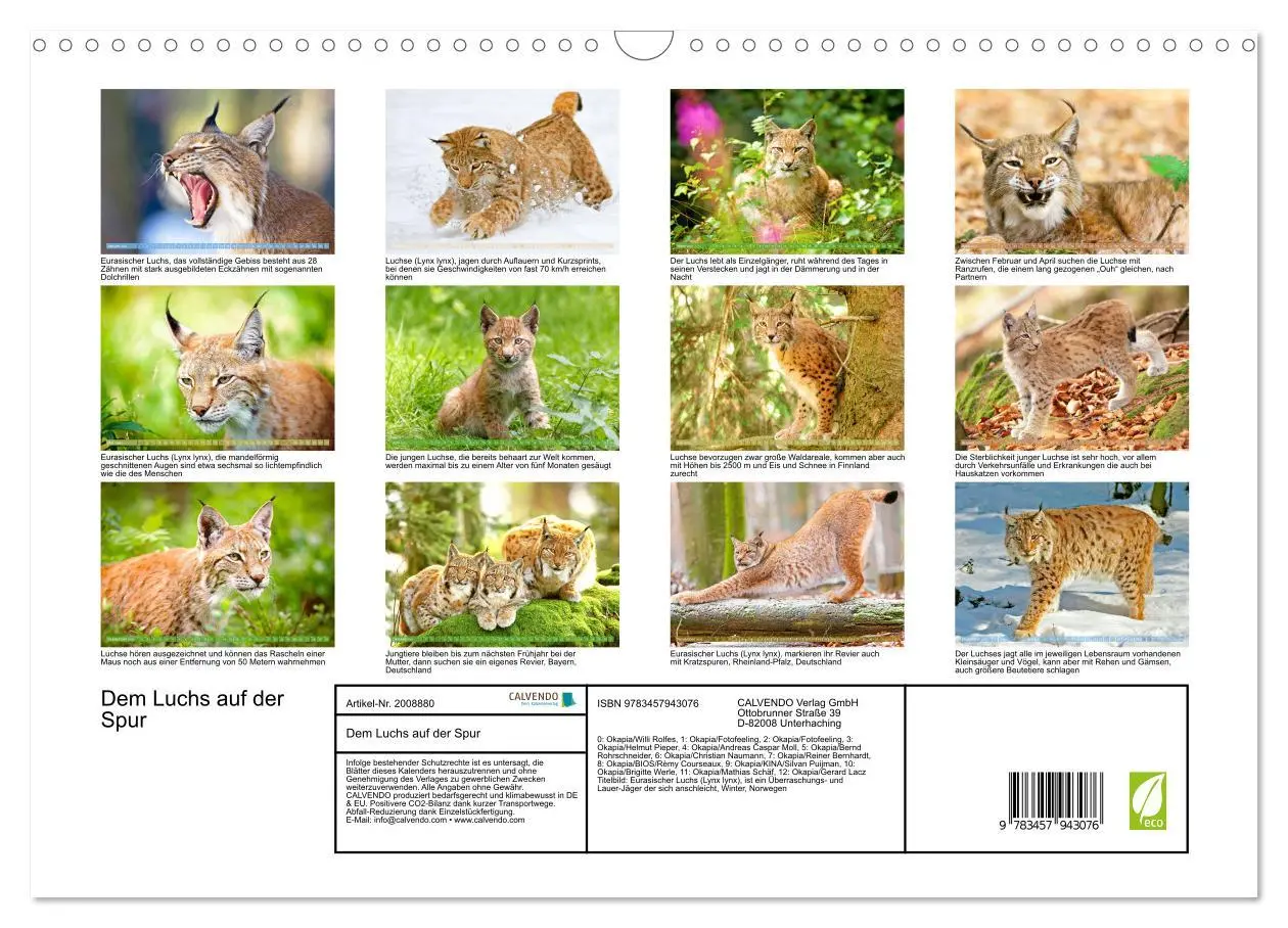 Bild: 9783457943076 | Dem Luchs auf der Spur (Wandkalender 2026 DIN A3 quer), CALVENDO...