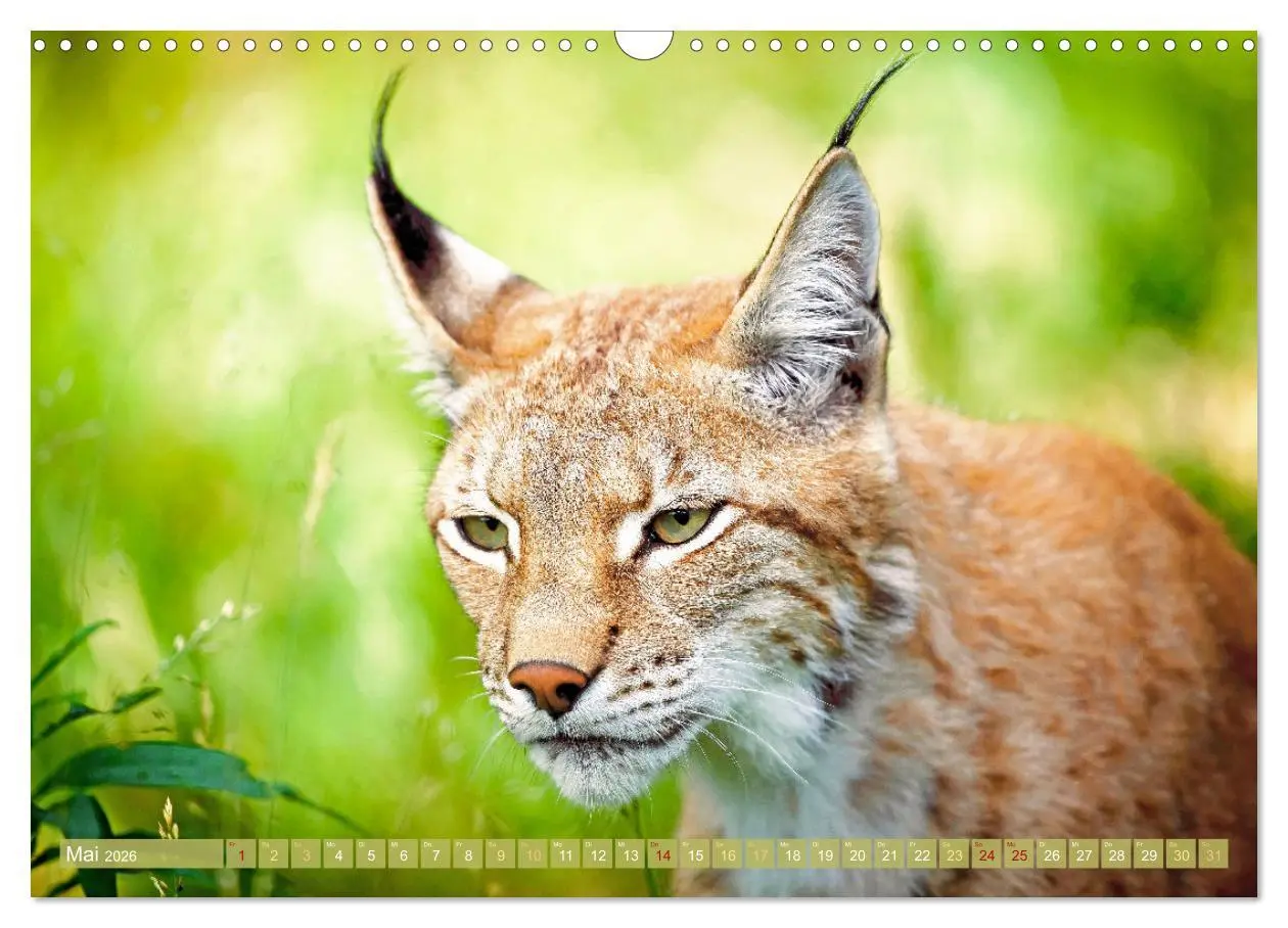 Bild: 9783457943076 | Dem Luchs auf der Spur (Wandkalender 2026 DIN A3 quer), CALVENDO...