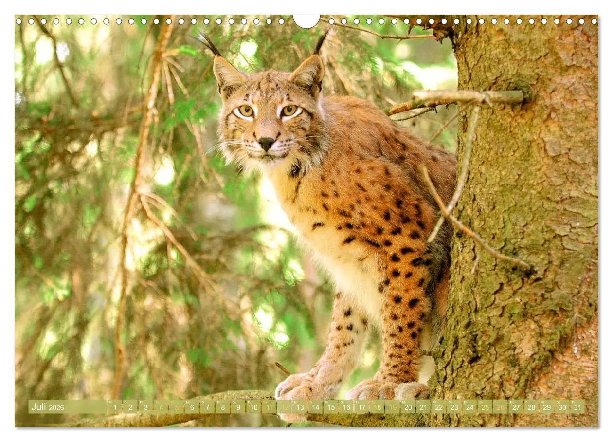 Bild: 9783457943076 | Dem Luchs auf der Spur (Wandkalender 2026 DIN A3 quer), CALVENDO...