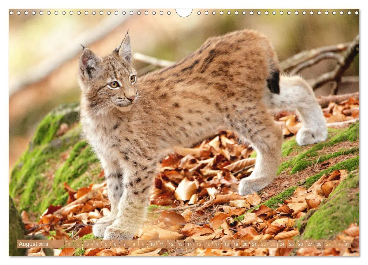 Bild: 9783457943076 | Dem Luchs auf der Spur (Wandkalender 2026 DIN A3 quer), CALVENDO...