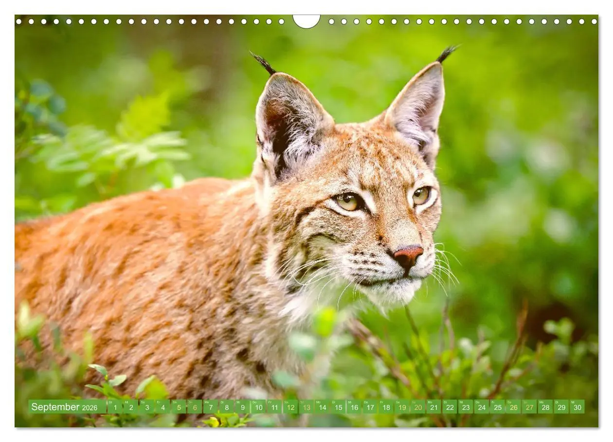 Bild: 9783457943076 | Dem Luchs auf der Spur (Wandkalender 2026 DIN A3 quer), CALVENDO...