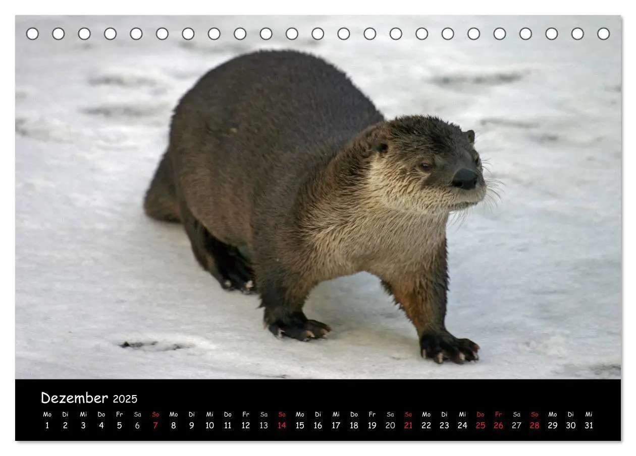 Bild: 9783435833276 | Putzige Fischjäger (Tischkalender 2025 DIN A5 quer), CALVENDO...
