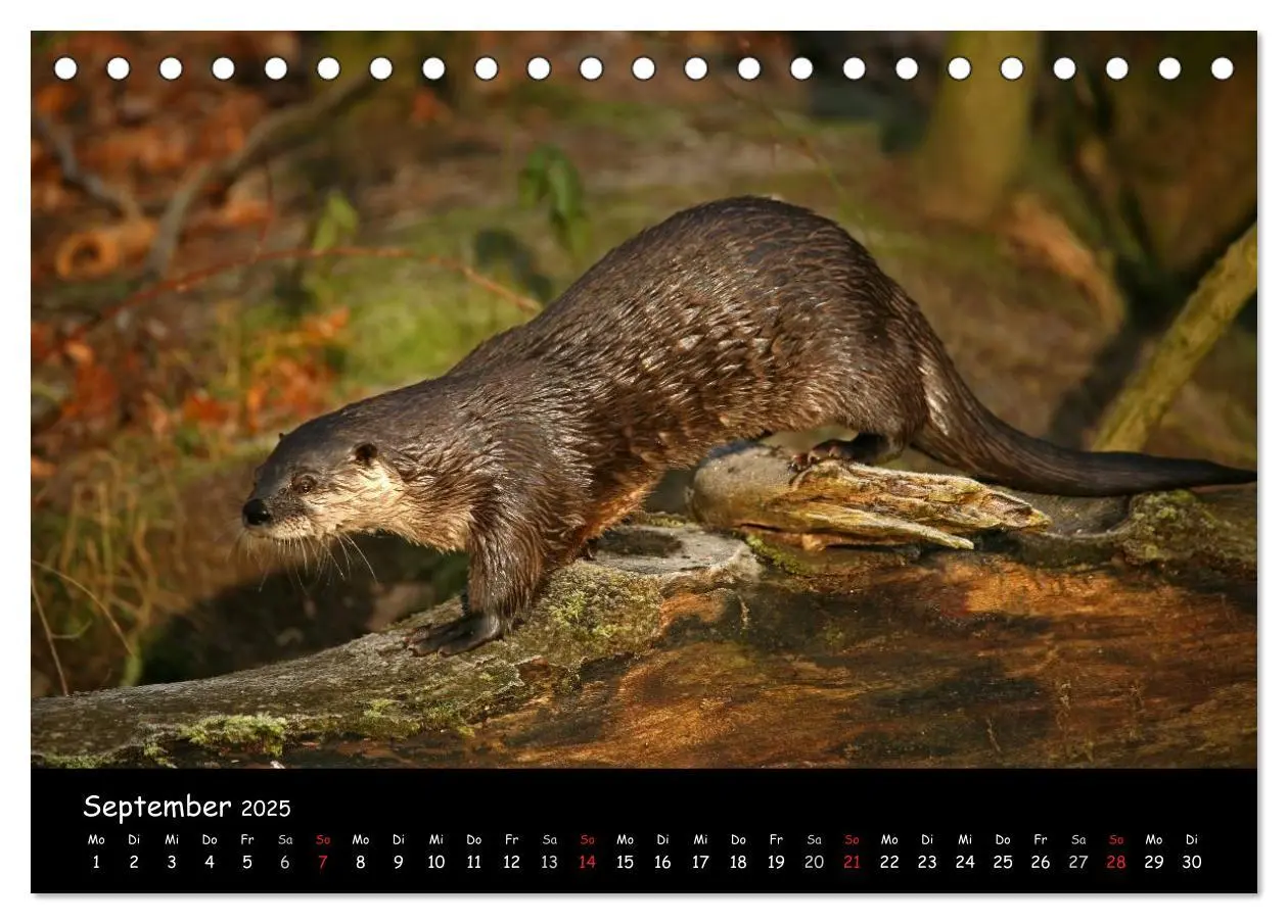 Bild: 9783435833276 | Putzige Fischjäger (Tischkalender 2025 DIN A5 quer), CALVENDO...