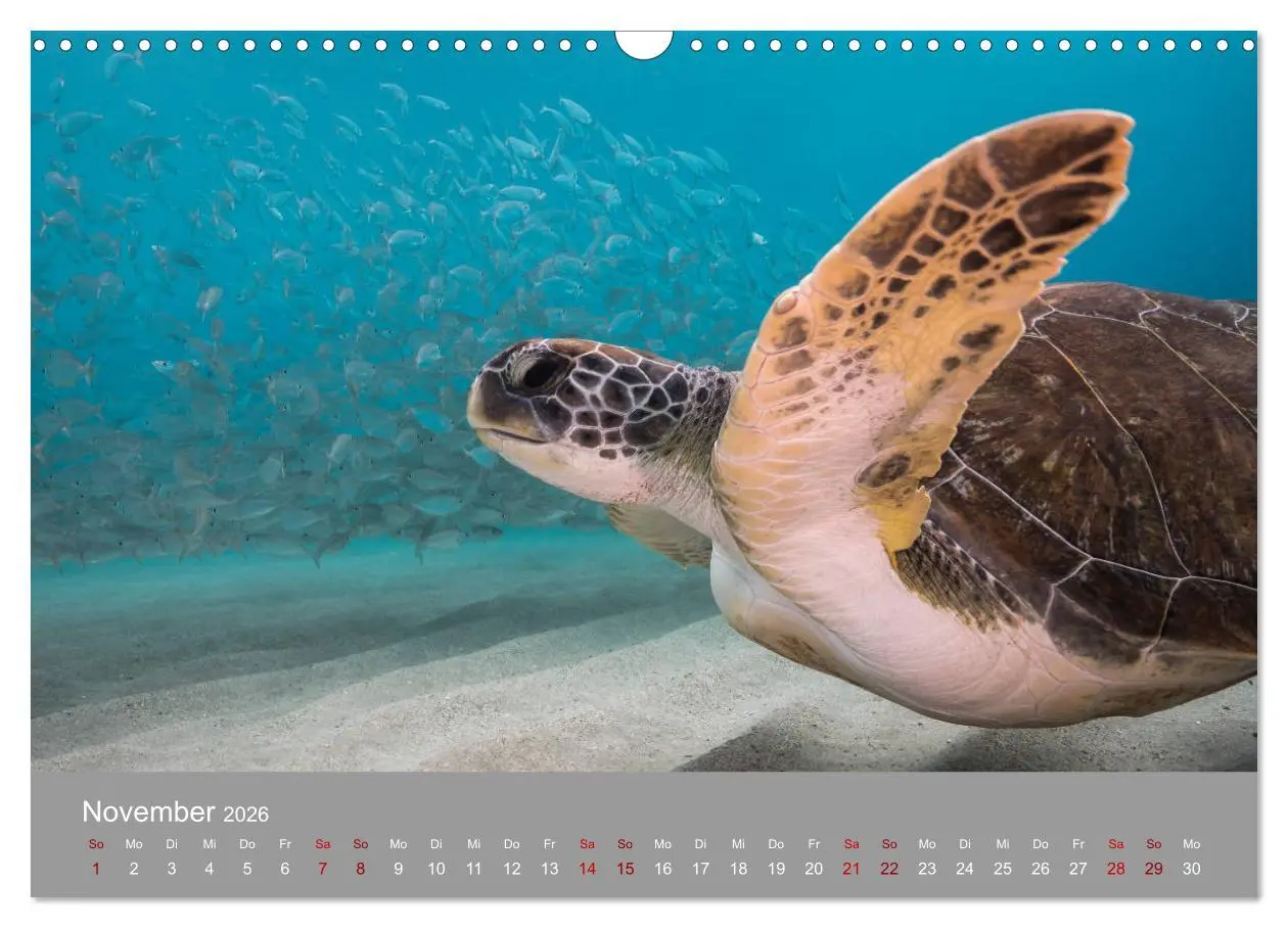 Bild: 9783457843376 | Karibische Meeresschildkröten (Wandkalender 2026 DIN A3 quer),...