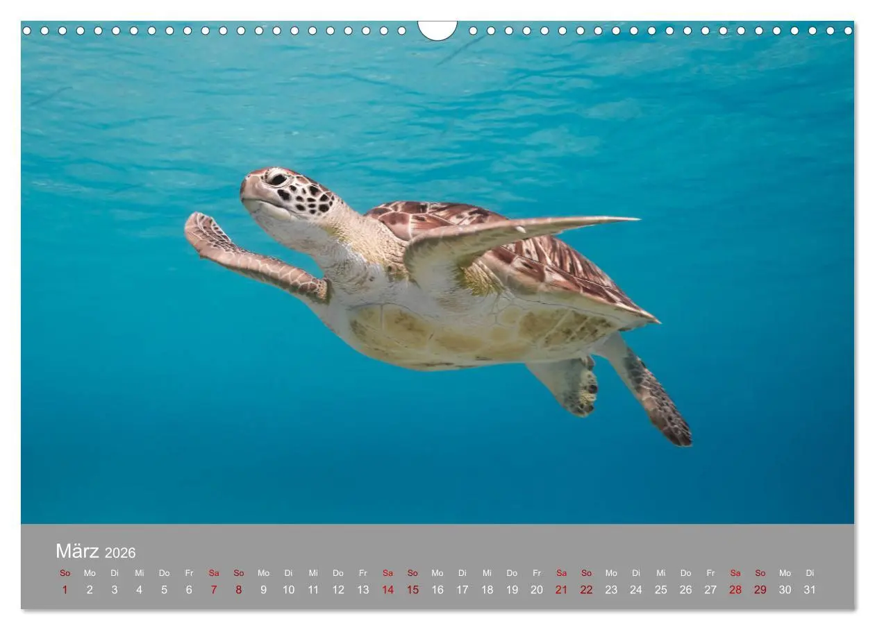 Bild: 9783457843376 | Karibische Meeresschildkröten (Wandkalender 2026 DIN A3 quer),...