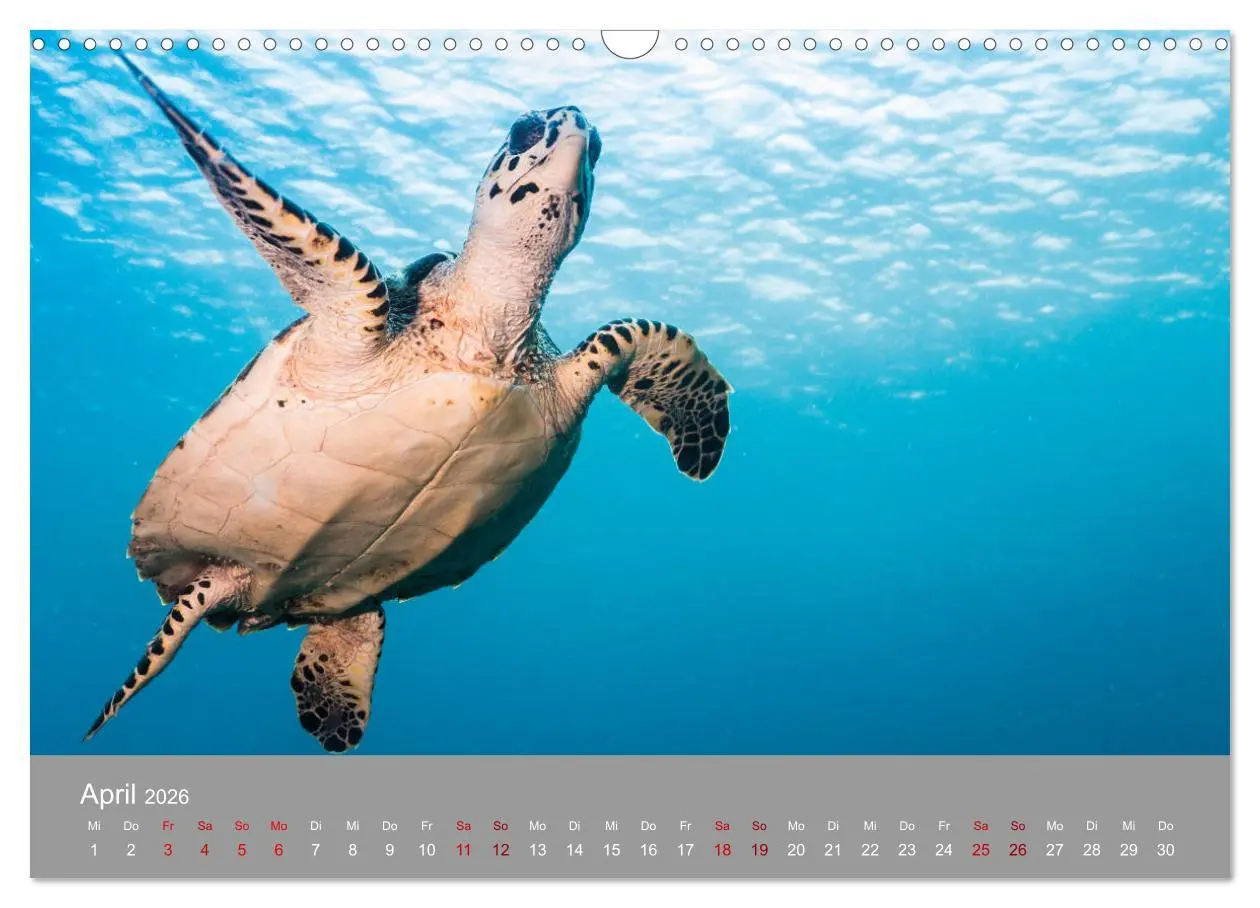 Bild: 9783457843376 | Karibische Meeresschildkröten (Wandkalender 2026 DIN A3 quer),...