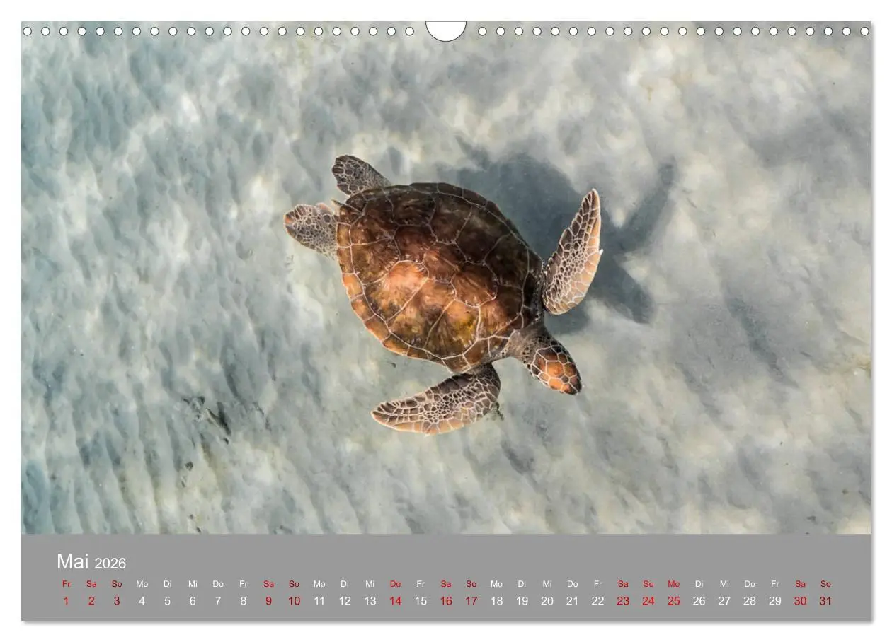 Bild: 9783457843376 | Karibische Meeresschildkröten (Wandkalender 2026 DIN A3 quer),...