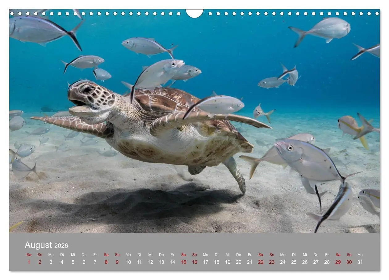 Bild: 9783457843376 | Karibische Meeresschildkröten (Wandkalender 2026 DIN A3 quer),...