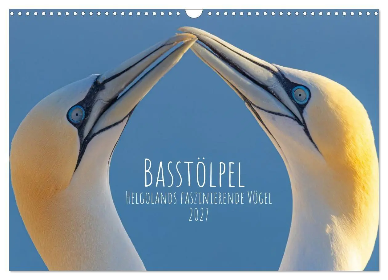 Cover: 9783516863376 | Basstölpel - Helgolands faszinierende Vögel (Wandkalender 2027 DIN...