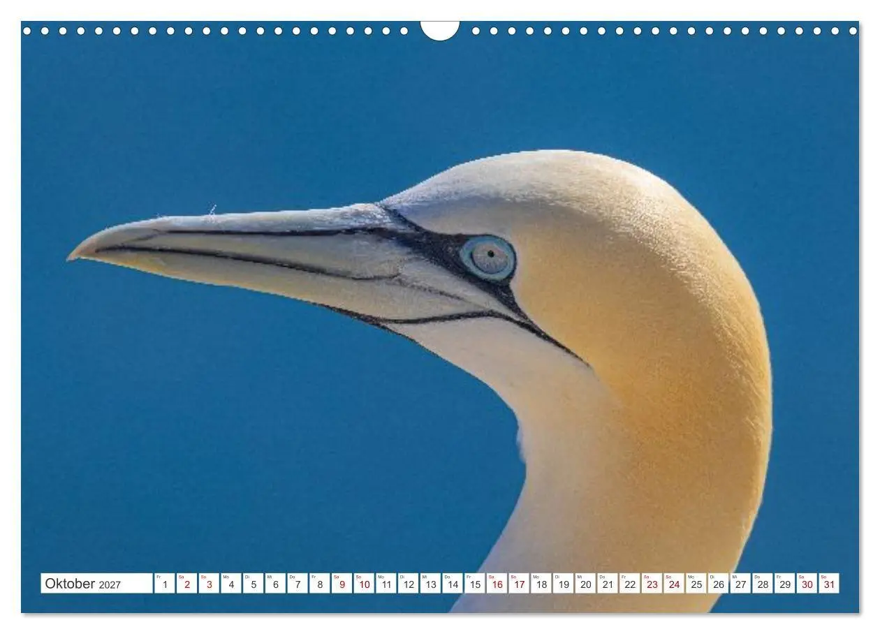 Bild: 9783516863376 | Basstölpel - Helgolands faszinierende Vögel (Wandkalender 2027 DIN...