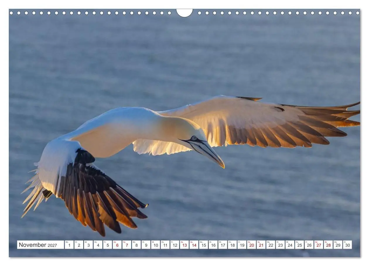 Bild: 9783516863376 | Basstölpel - Helgolands faszinierende Vögel (Wandkalender 2027 DIN...