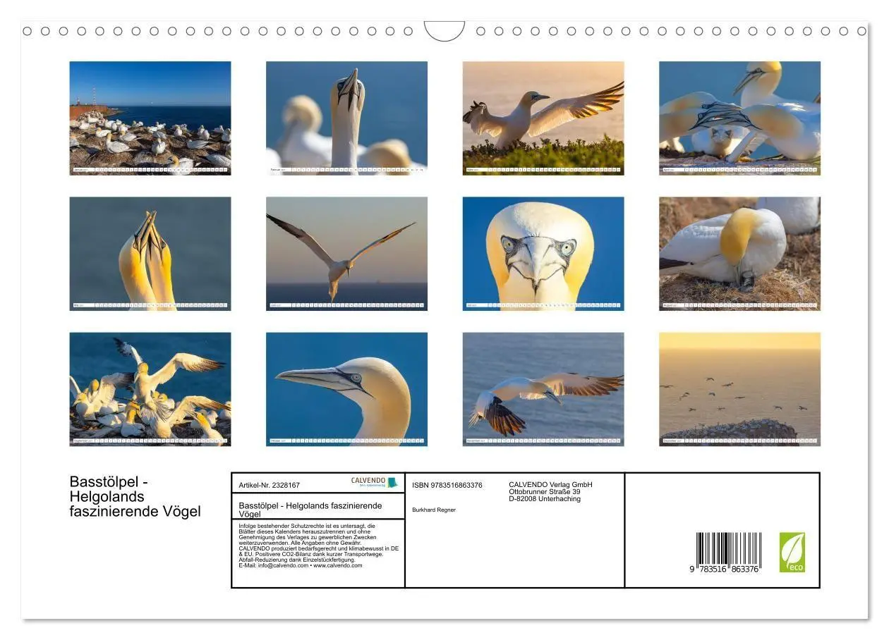 Bild: 9783516863376 | Basstölpel - Helgolands faszinierende Vögel (Wandkalender 2027 DIN...