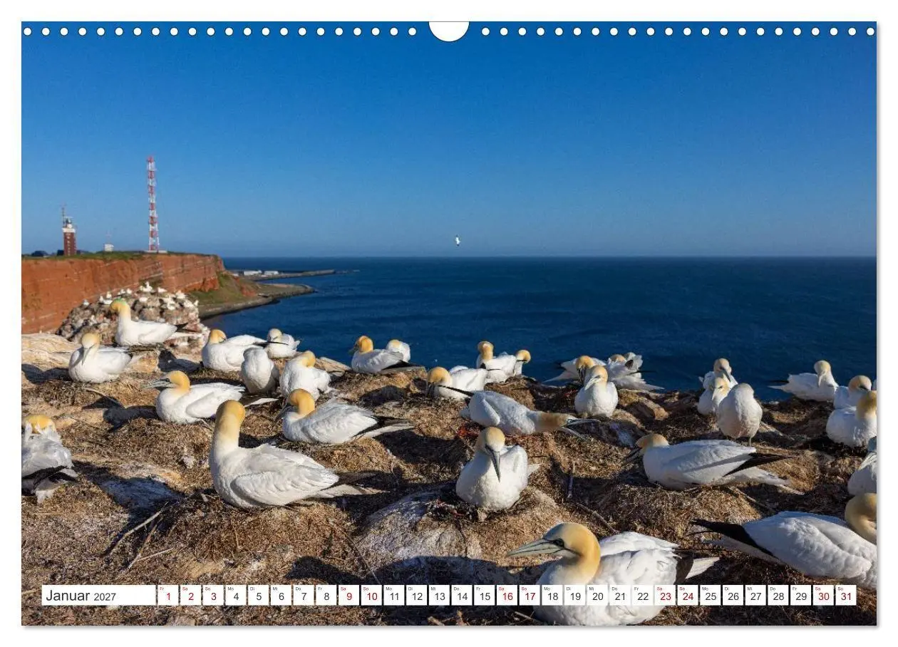 Bild: 9783516863376 | Basstölpel - Helgolands faszinierende Vögel (Wandkalender 2027 DIN...