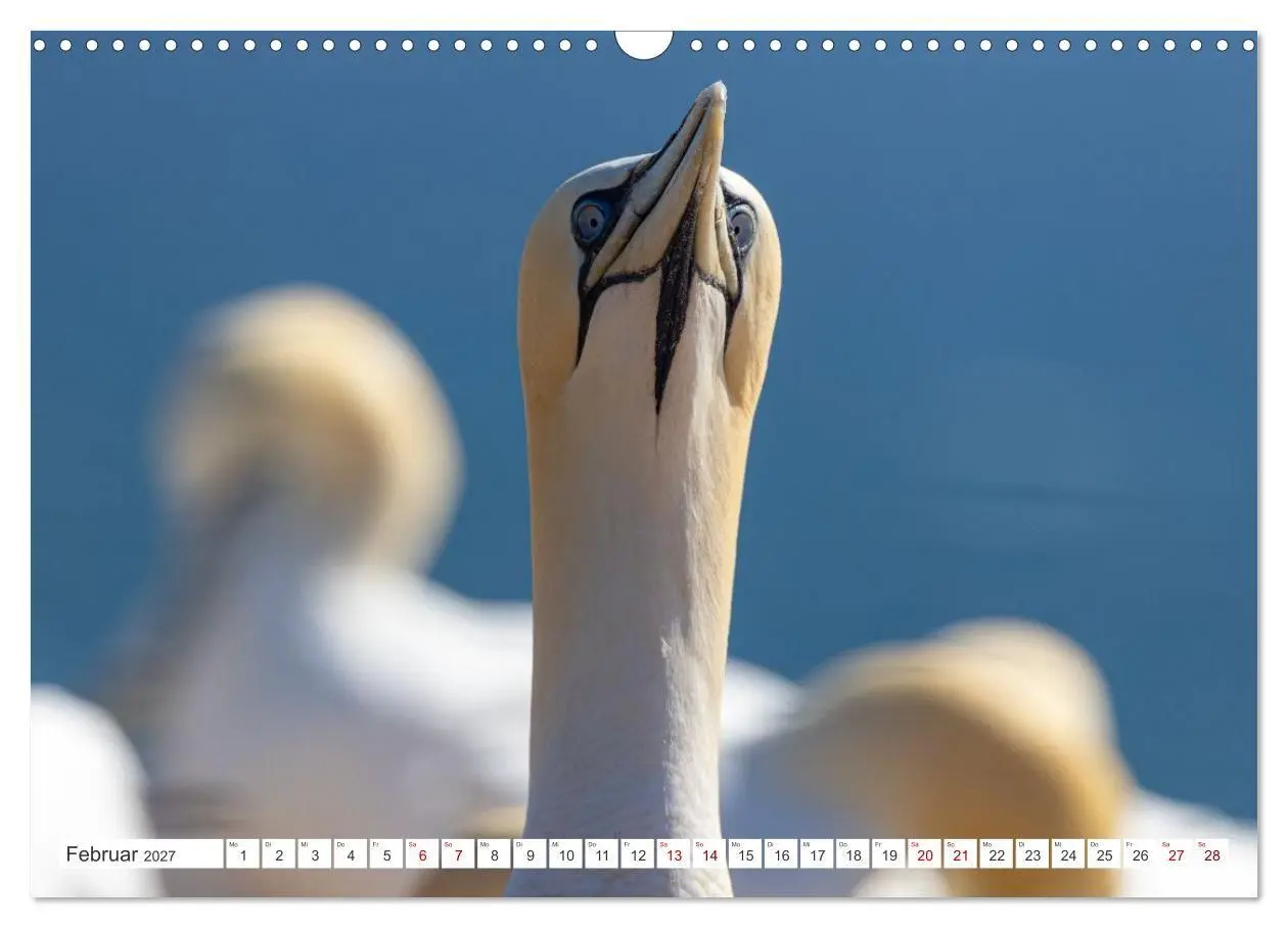 Bild: 9783516863376 | Basstölpel - Helgolands faszinierende Vögel (Wandkalender 2027 DIN...