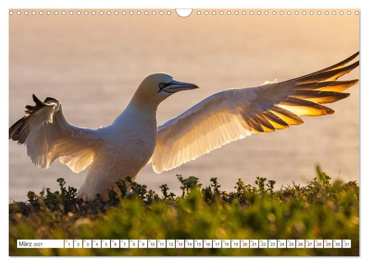Bild: 9783516863376 | Basstölpel - Helgolands faszinierende Vögel (Wandkalender 2027 DIN...