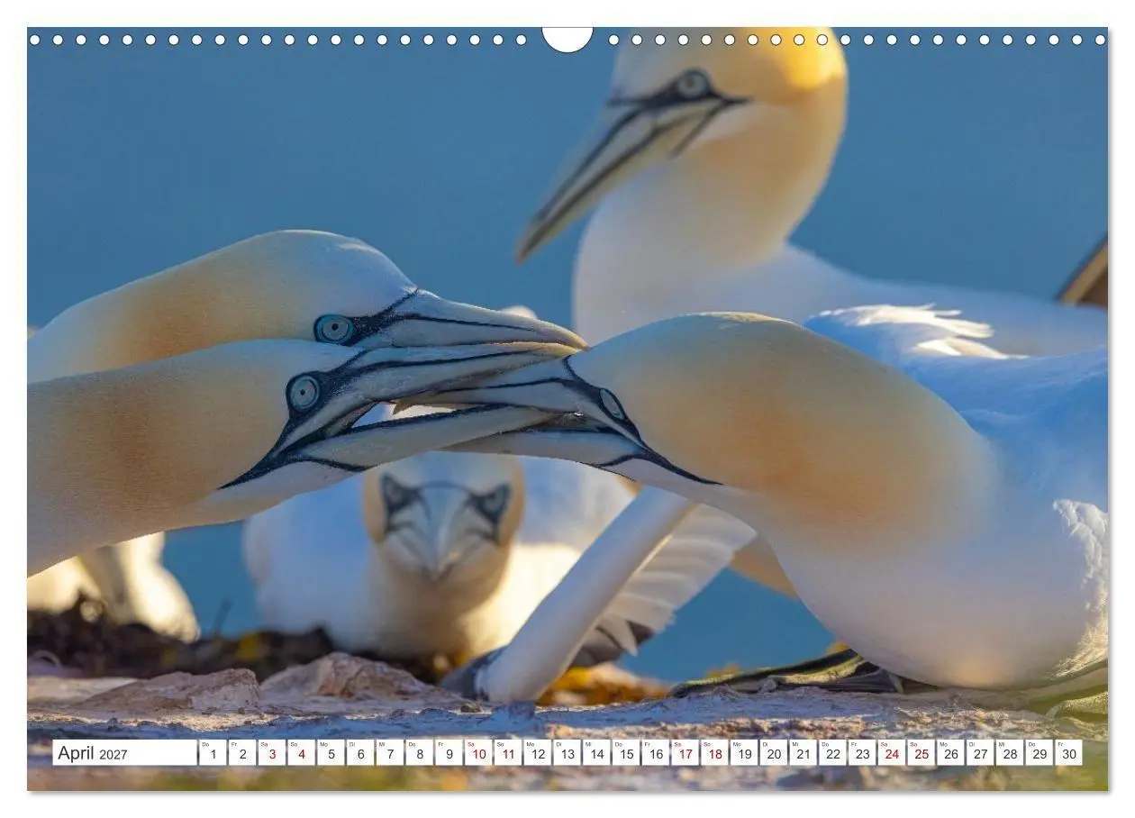 Bild: 9783516863376 | Basstölpel - Helgolands faszinierende Vögel (Wandkalender 2027 DIN...