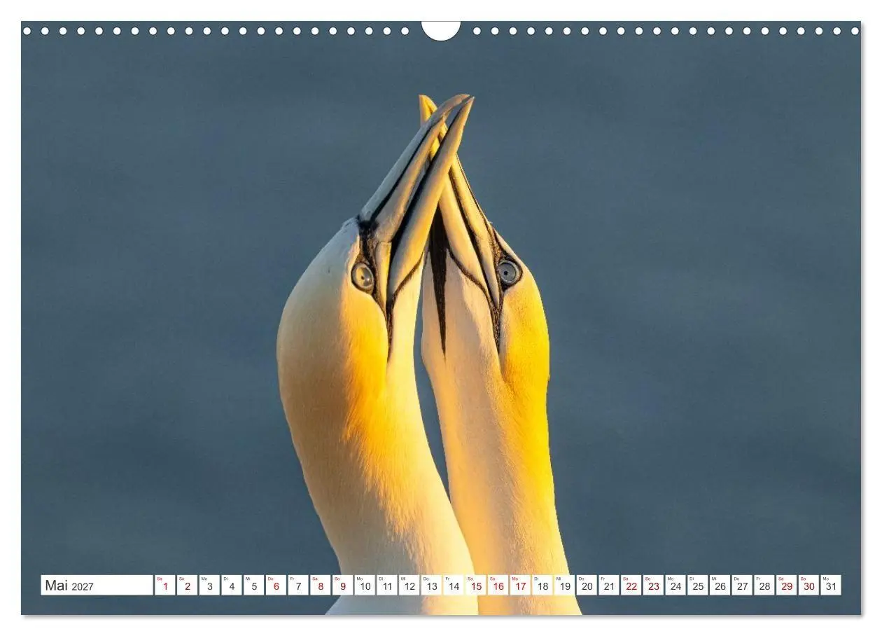 Bild: 9783516863376 | Basstölpel - Helgolands faszinierende Vögel (Wandkalender 2027 DIN...