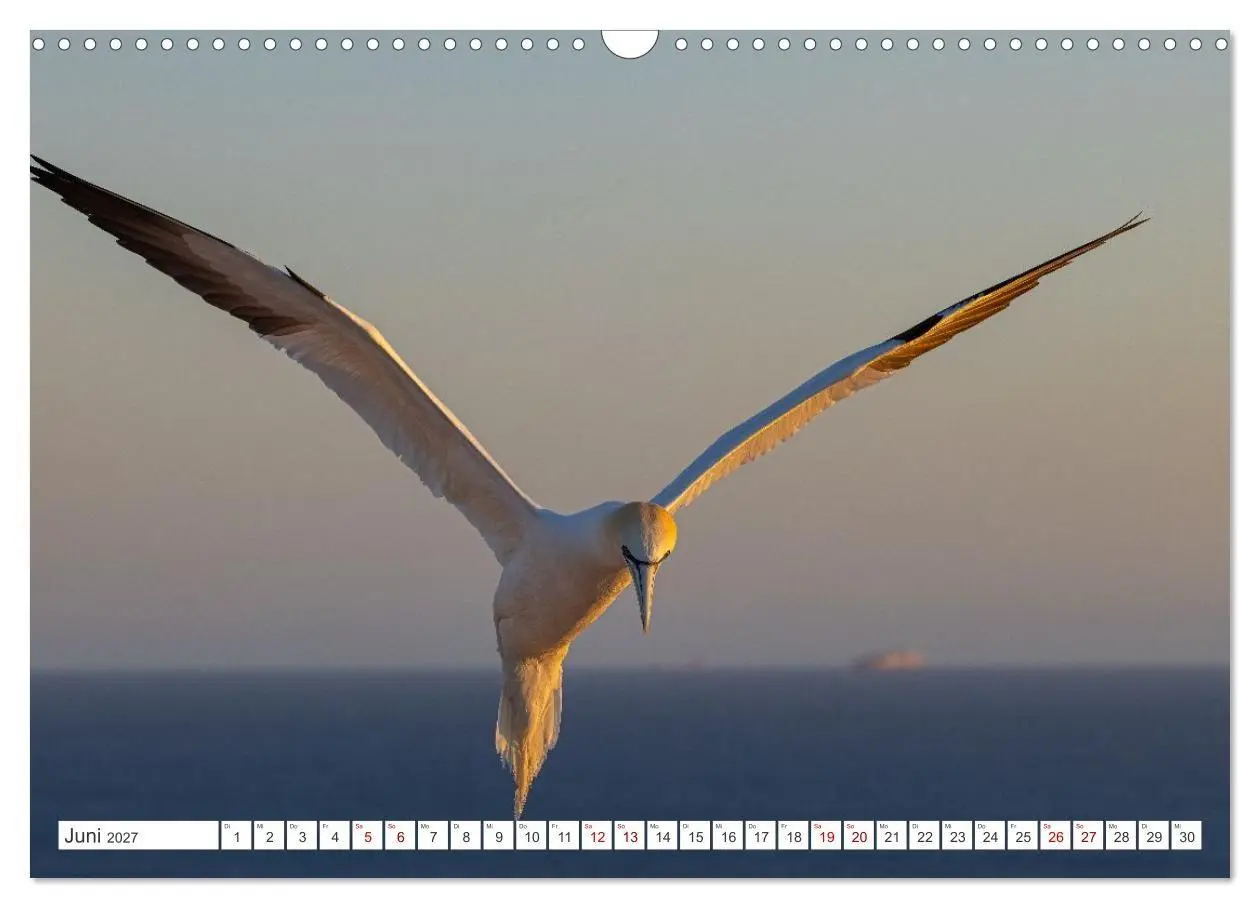 Bild: 9783516863376 | Basstölpel - Helgolands faszinierende Vögel (Wandkalender 2027 DIN...