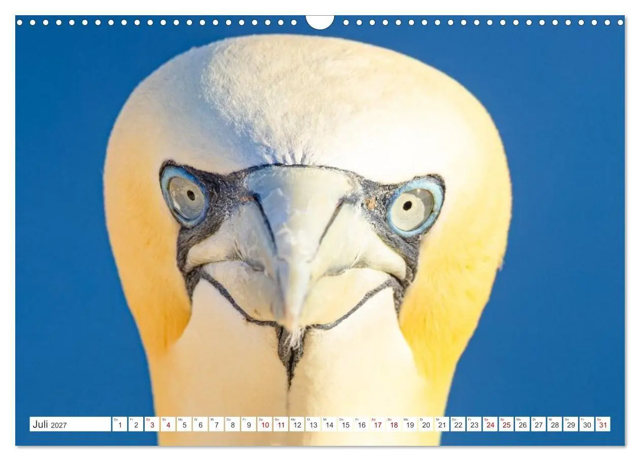 Bild: 9783516863376 | Basstölpel - Helgolands faszinierende Vögel (Wandkalender 2027 DIN...