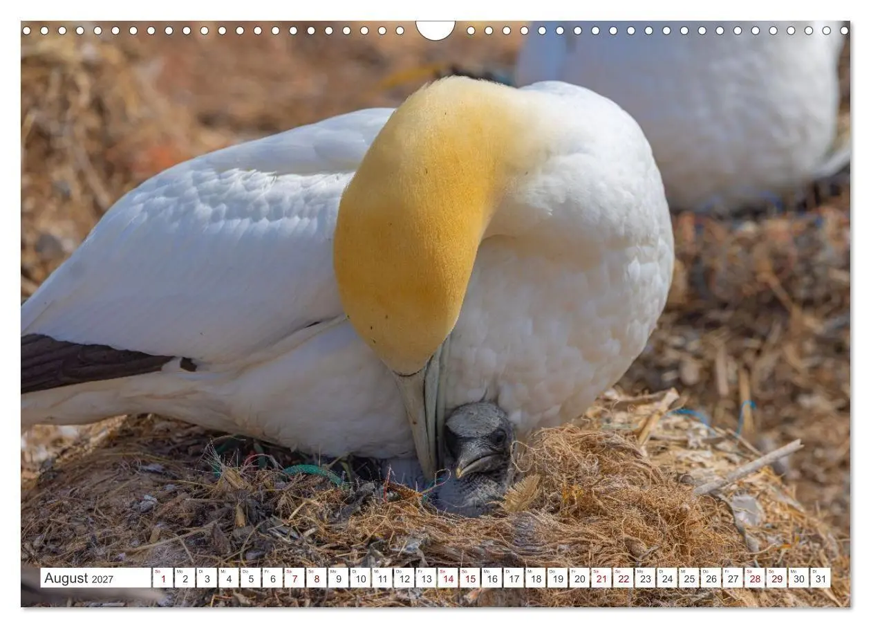 Bild: 9783516863376 | Basstölpel - Helgolands faszinierende Vögel (Wandkalender 2027 DIN...