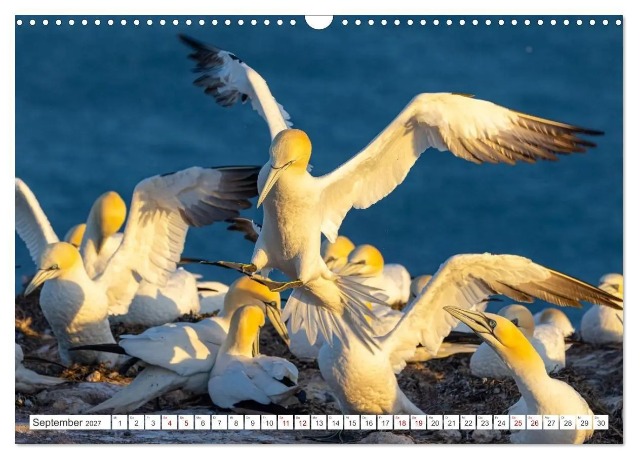 Bild: 9783516863376 | Basstölpel - Helgolands faszinierende Vögel (Wandkalender 2027 DIN...