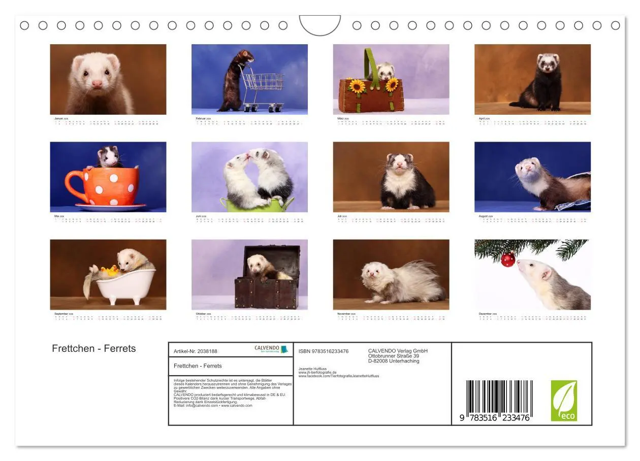 Bild: 9783516233476 | Frettchen - Ferrets (Wandkalender 2026 DIN A4 quer), CALVENDO...