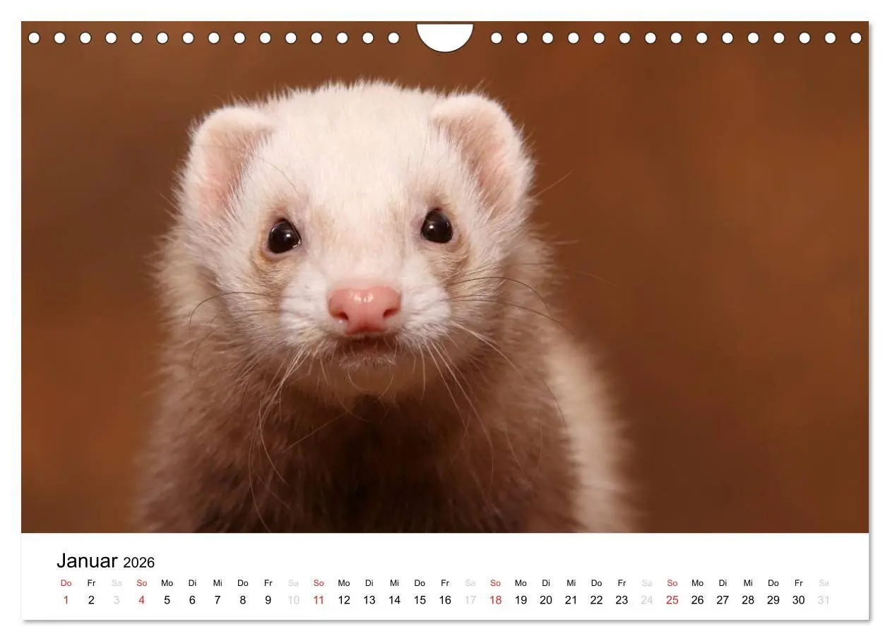 Bild: 9783516233476 | Frettchen - Ferrets (Wandkalender 2026 DIN A4 quer), CALVENDO...
