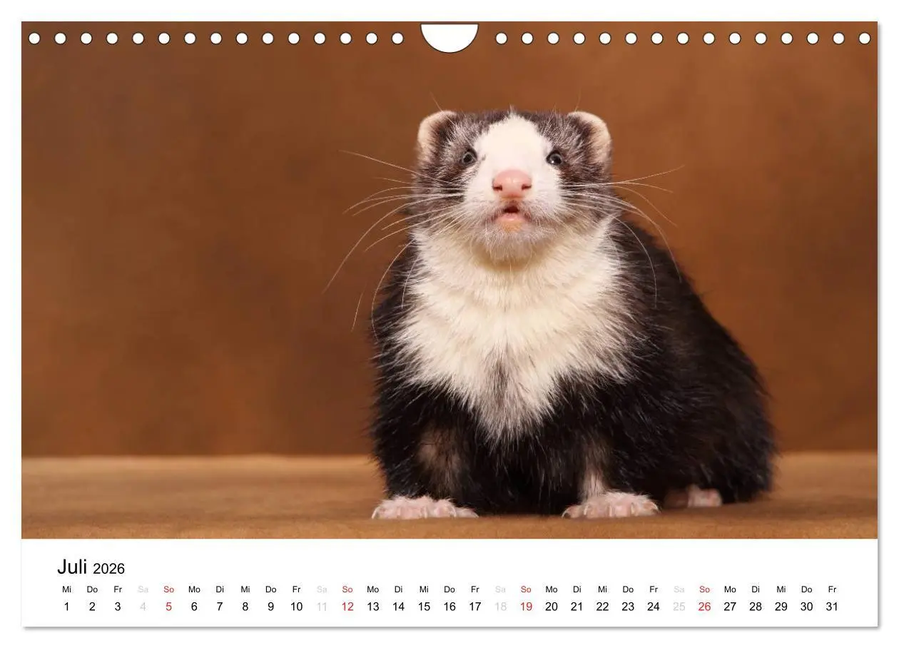 Bild: 9783516233476 | Frettchen - Ferrets (Wandkalender 2026 DIN A4 quer), CALVENDO...