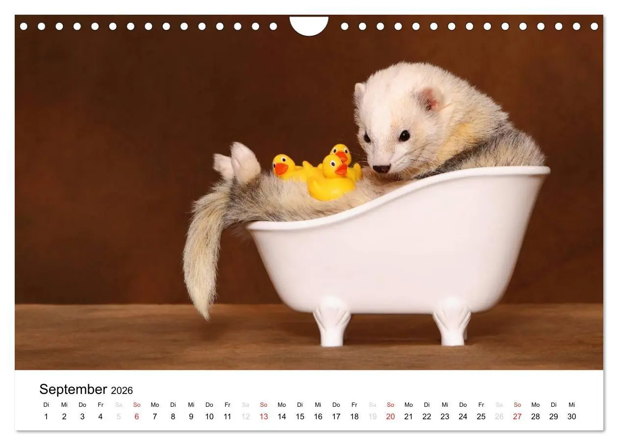Bild: 9783516233476 | Frettchen - Ferrets (Wandkalender 2026 DIN A4 quer), CALVENDO...