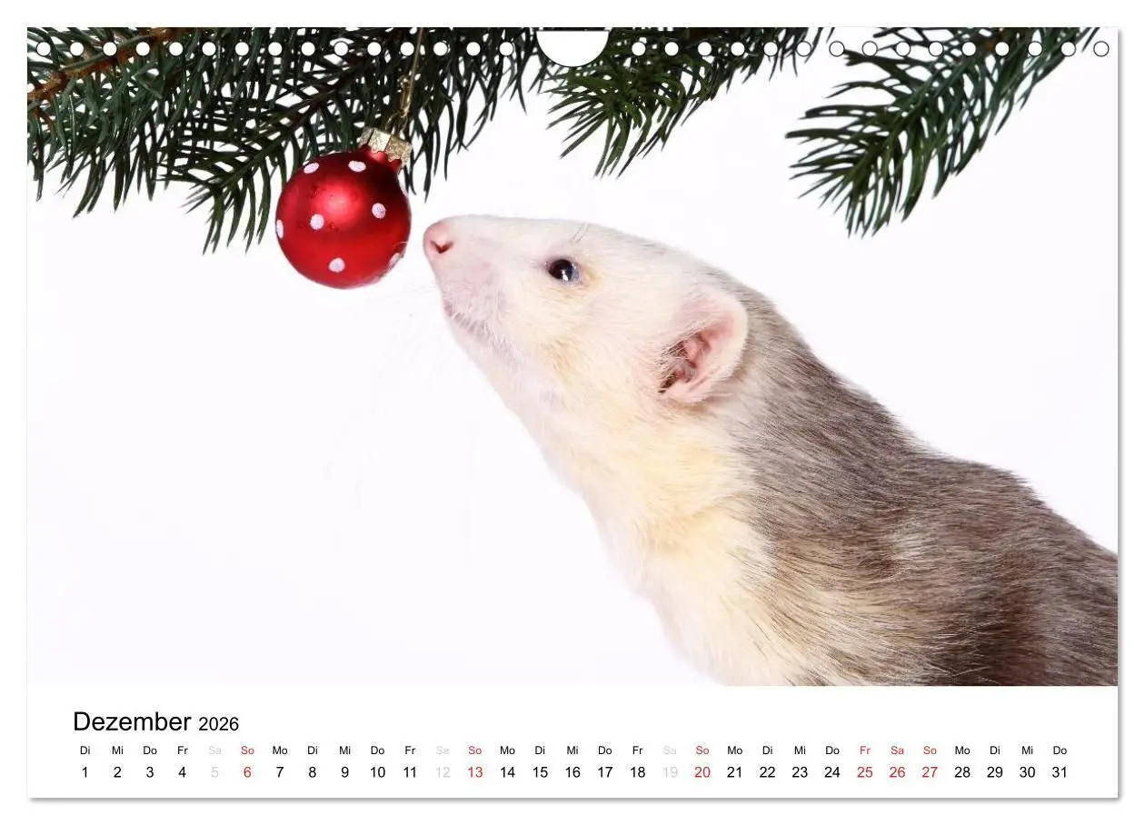 Bild: 9783516233476 | Frettchen - Ferrets (Wandkalender 2026 DIN A4 quer), CALVENDO...