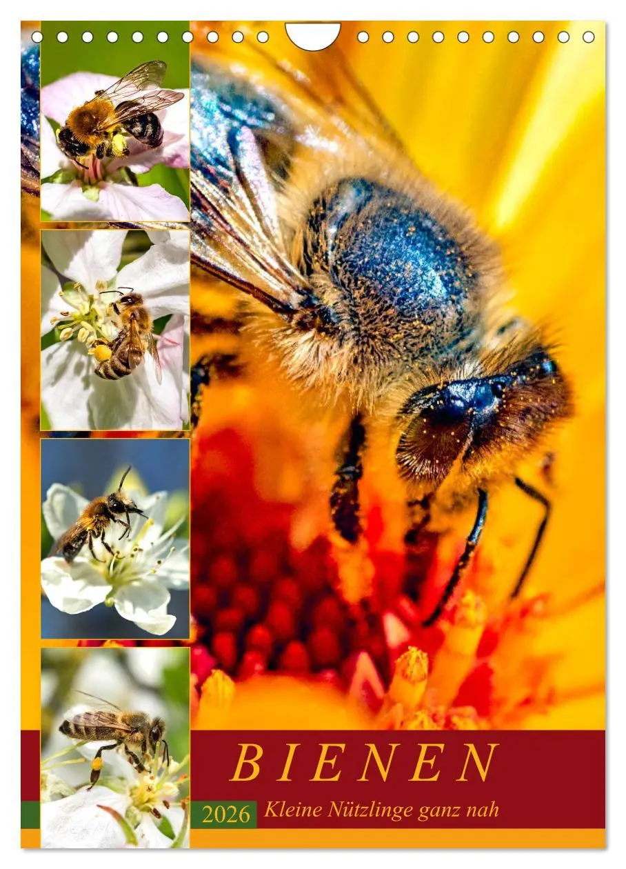 Cover: 9783516393576 | BIENEN - Kleine Nützlinge ganz nah (Wandkalender 2026 DIN A4 hoch),...