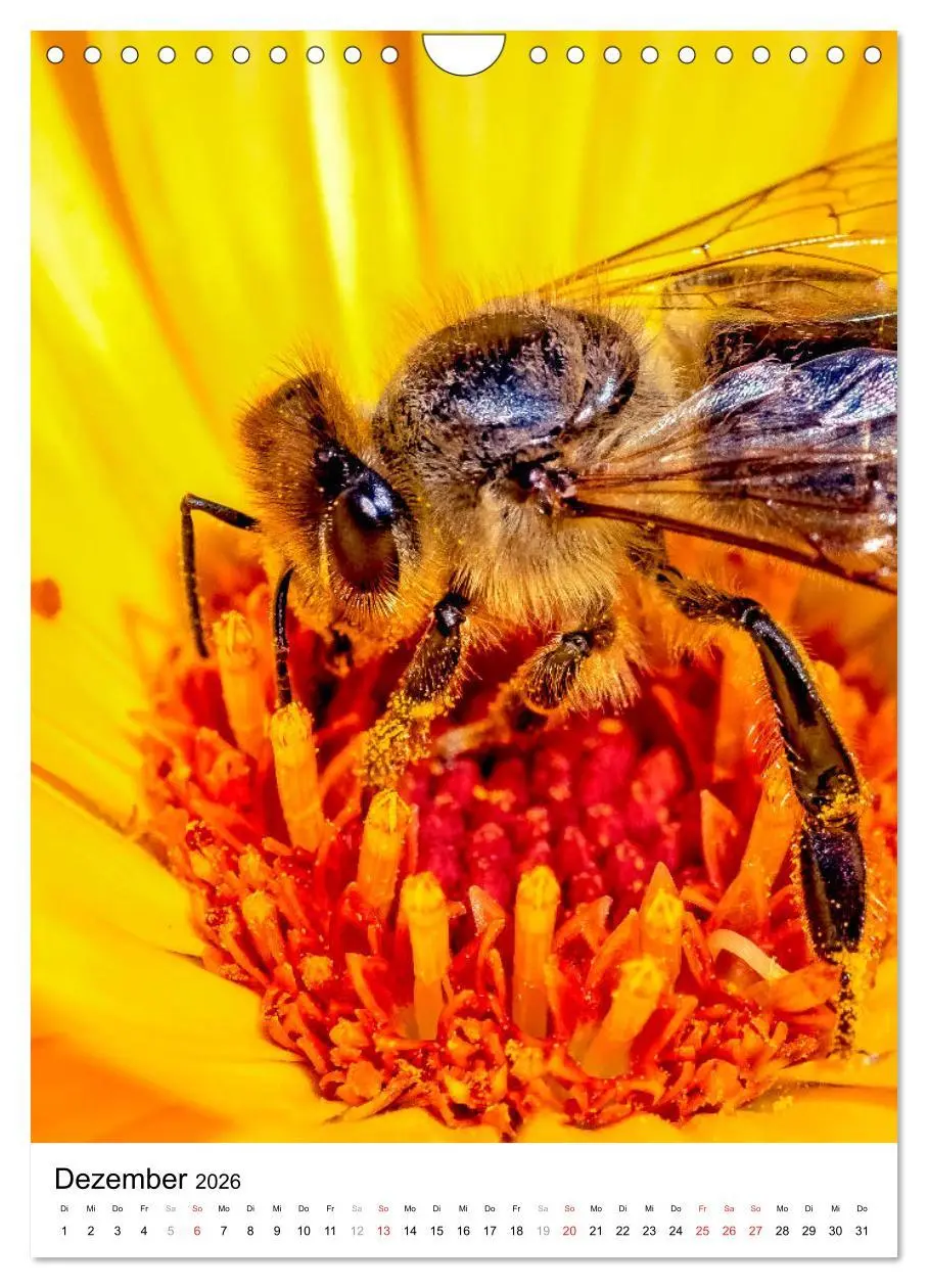 Bild: 9783516393576 | BIENEN - Kleine Nützlinge ganz nah (Wandkalender 2026 DIN A4 hoch),...