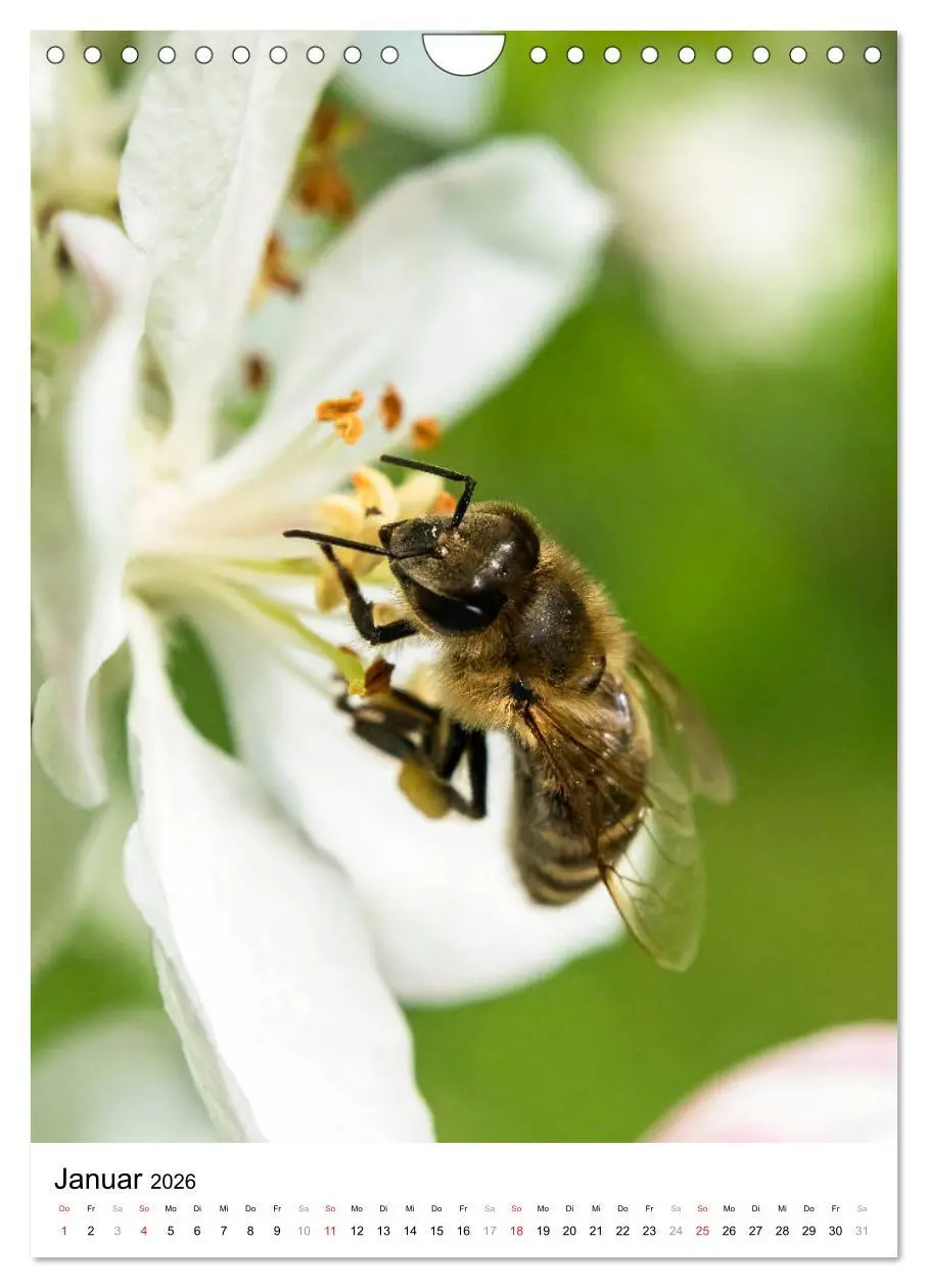 Bild: 9783516393576 | BIENEN - Kleine Nützlinge ganz nah (Wandkalender 2026 DIN A4 hoch),...