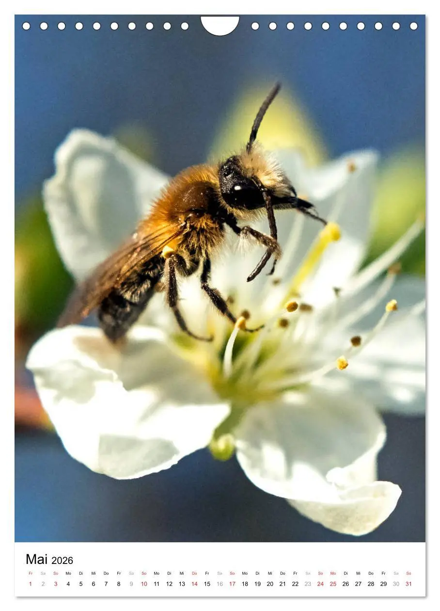 Bild: 9783516393576 | BIENEN - Kleine Nützlinge ganz nah (Wandkalender 2026 DIN A4 hoch),...