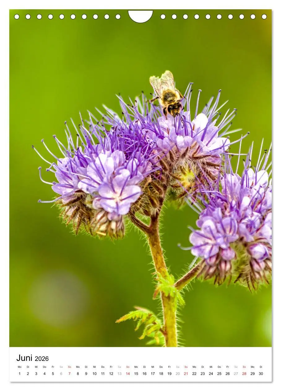 Bild: 9783516393576 | BIENEN - Kleine Nützlinge ganz nah (Wandkalender 2026 DIN A4 hoch),...