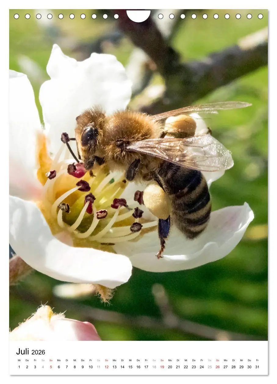 Bild: 9783516393576 | BIENEN - Kleine Nützlinge ganz nah (Wandkalender 2026 DIN A4 hoch),...