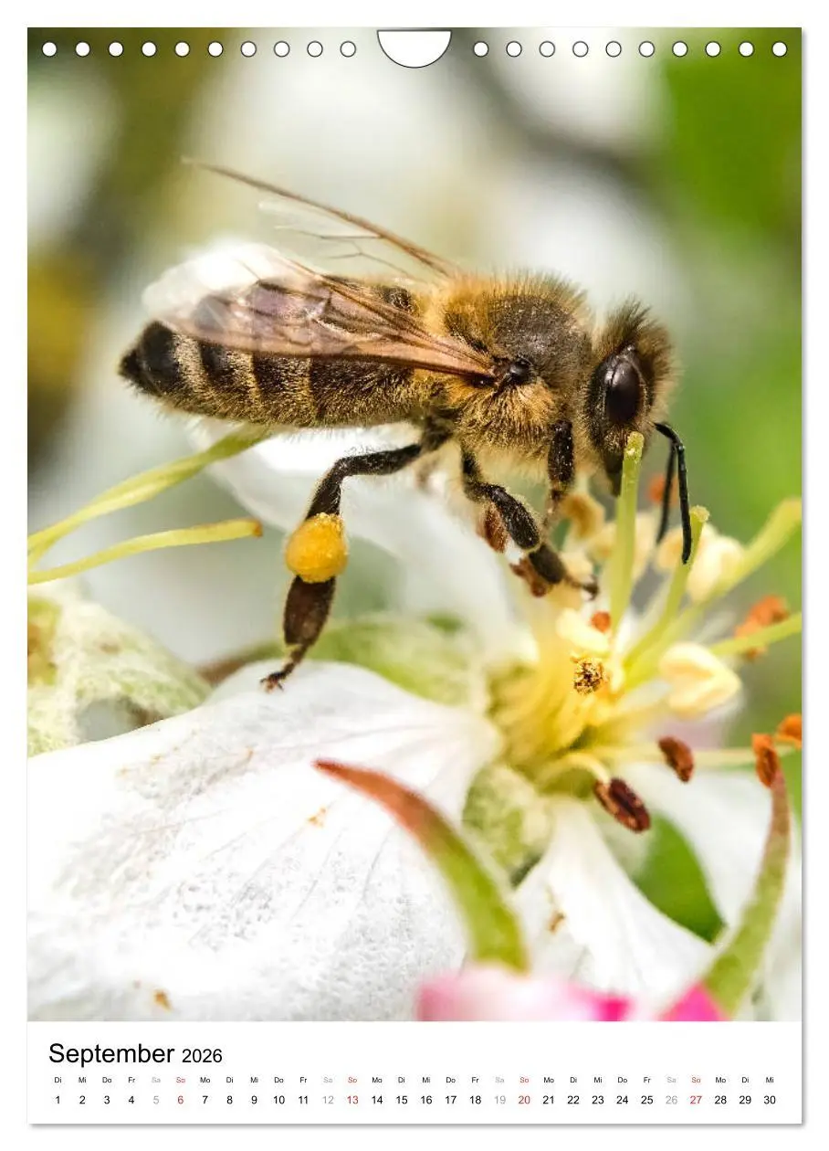 Bild: 9783516393576 | BIENEN - Kleine Nützlinge ganz nah (Wandkalender 2026 DIN A4 hoch),...