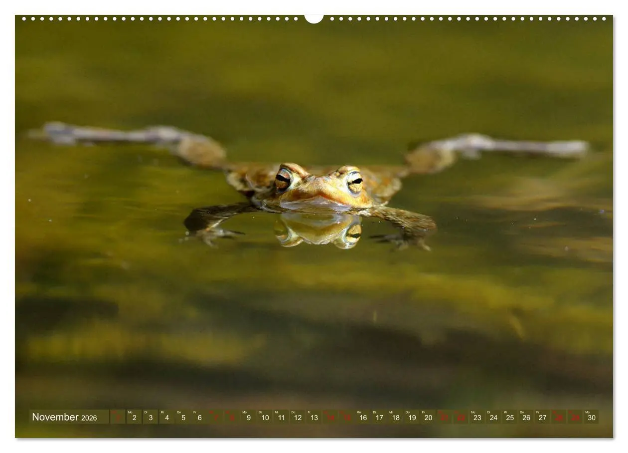 Bild: 9783457743676 | Kröten auf Wanderschaft (hochwertiger Premium Wandkalender 2026 DIN...