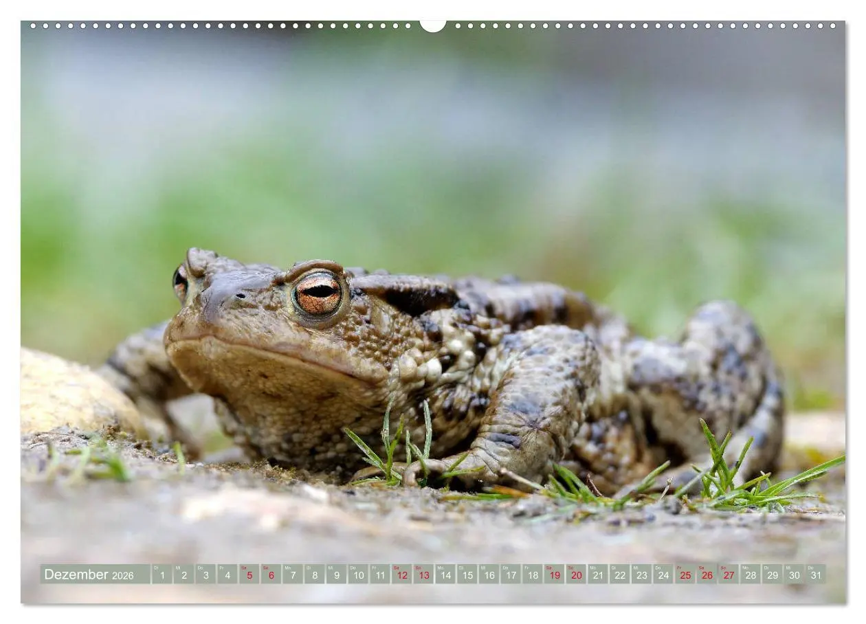 Bild: 9783457743676 | Kröten auf Wanderschaft (hochwertiger Premium Wandkalender 2026 DIN...