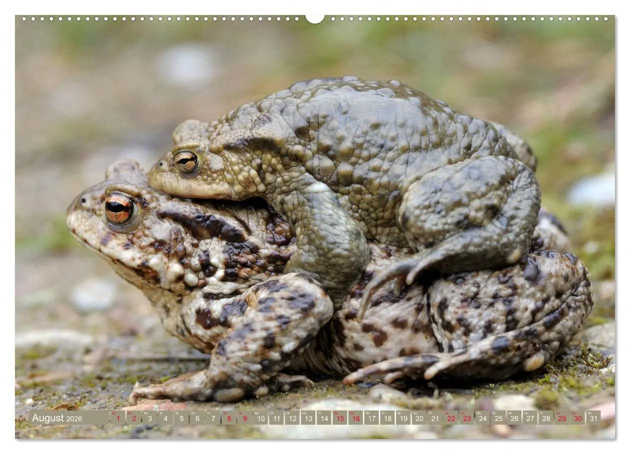 Bild: 9783457743676 | Kröten auf Wanderschaft (hochwertiger Premium Wandkalender 2026 DIN...