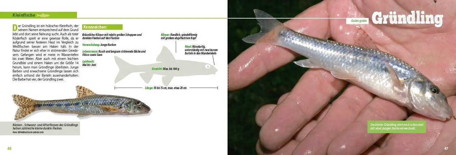 Bild: 9783275023776 | Angler-Lexikon der Süßwasserfische | Frank Weissert | Taschenbuch