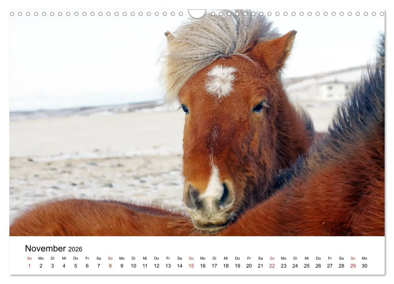 Bild: 9783516063776 | Die Pferde Islands - Ein Streifzug durch Island (Wandkalender 2026...