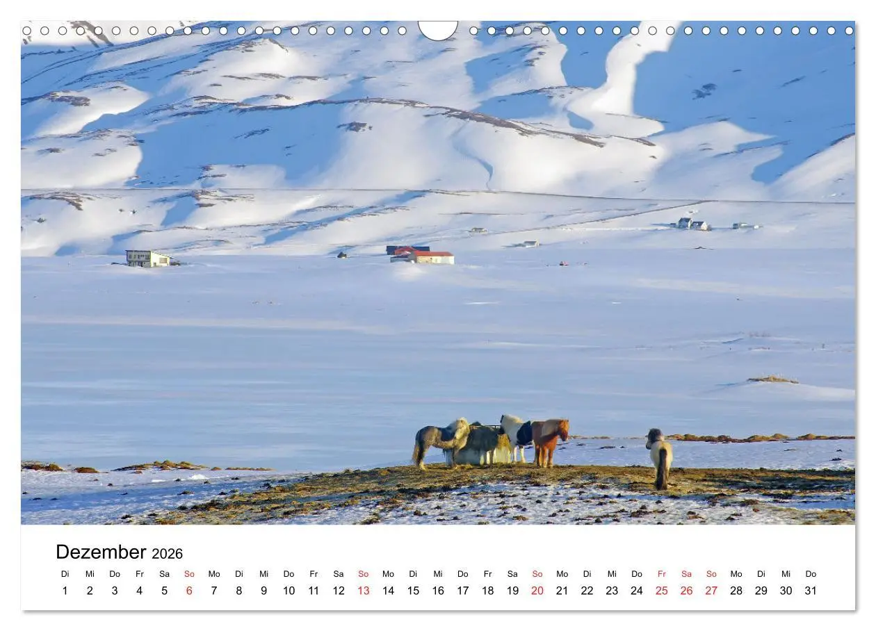 Bild: 9783516063776 | Die Pferde Islands - Ein Streifzug durch Island (Wandkalender 2026...